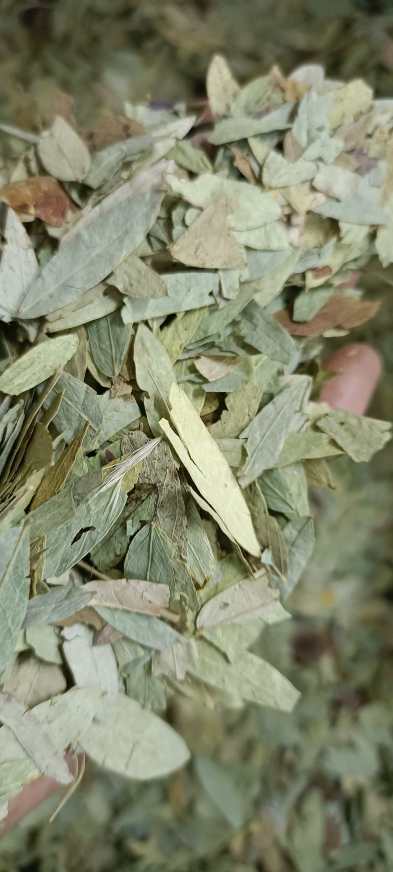 番泻叶，过筛无杂质，货源充足，量大从优，假一赔十