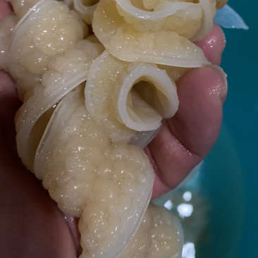 海鱼肠