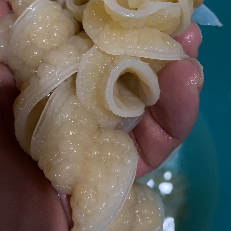 海鱼肠