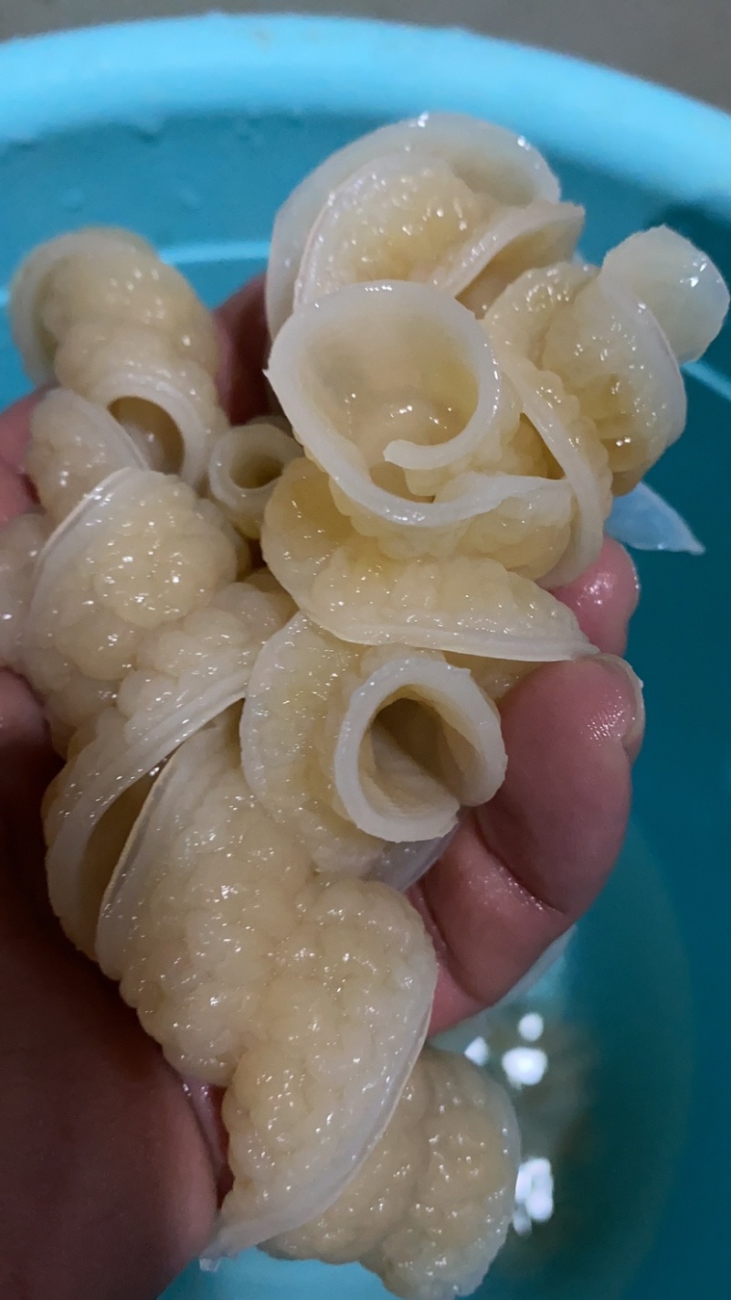 海鱼肠