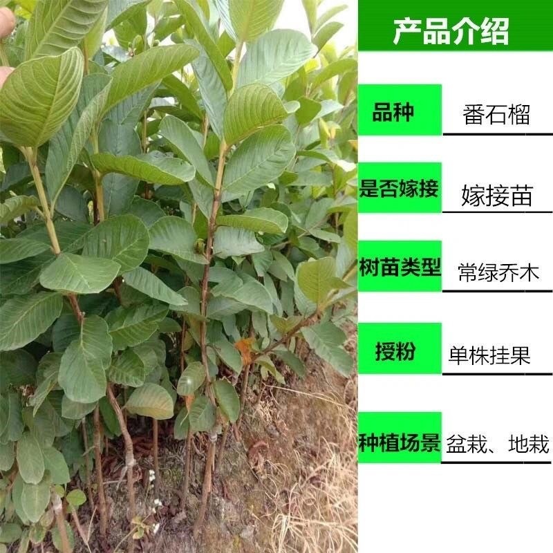 番石榴树苗