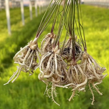 杂交一代穴盘芦笋苗批发，量大优惠，高产抗病，巨鑫源供应
