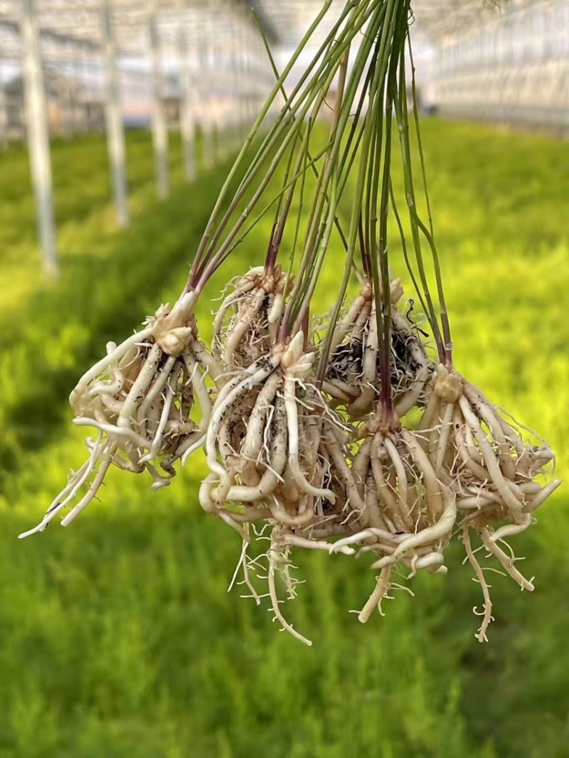 杂交一代穴盘芦笋苗批发，量大优惠，高产抗病，巨鑫源供应