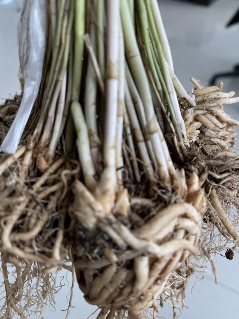 杂交一代穴盘芦笋苗批发，量大优惠，高产抗病，巨鑫源供应