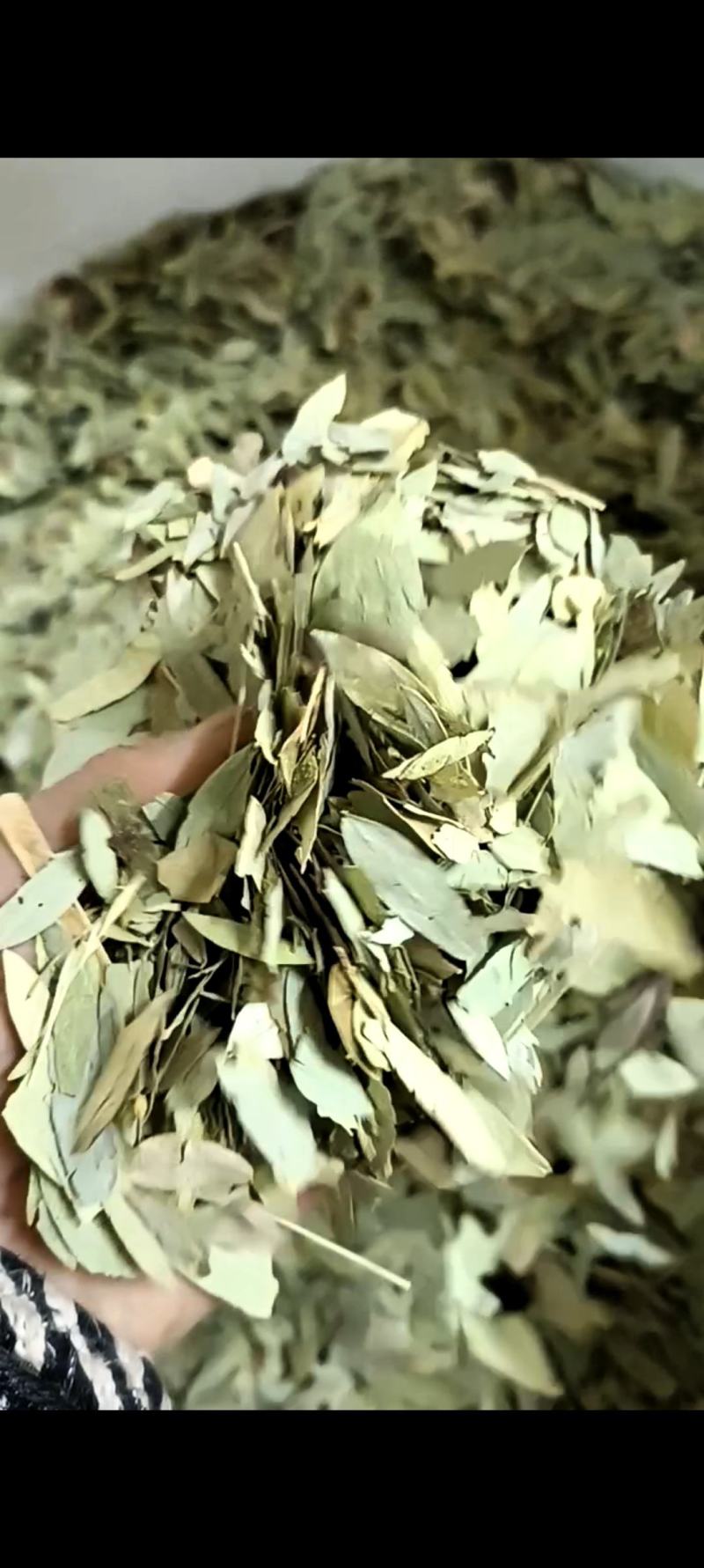 番泻叶，过筛无杂质，货源充足，量大从优，假一赔十