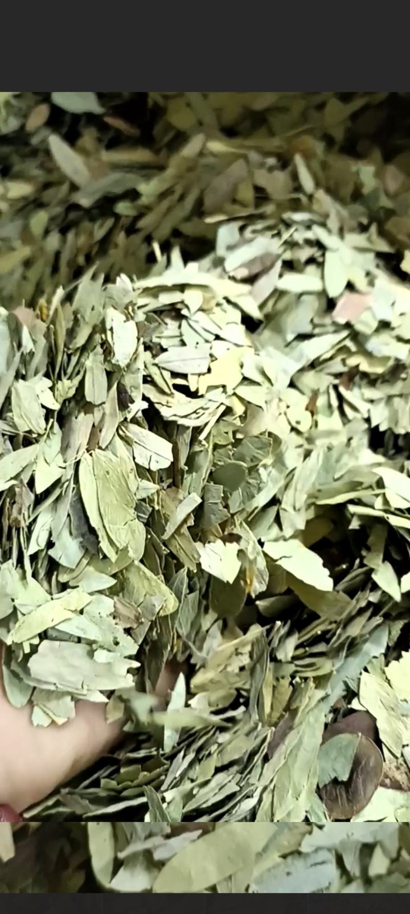 番泻叶，过筛无杂质，货源充足，量大从优，假一赔十