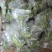 云南贡菜精选小包装100克9.9包邮，一家4人吃两餐的量