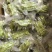 云南贡菜精选小包装100克9.9包邮，一家4人吃两餐的量
