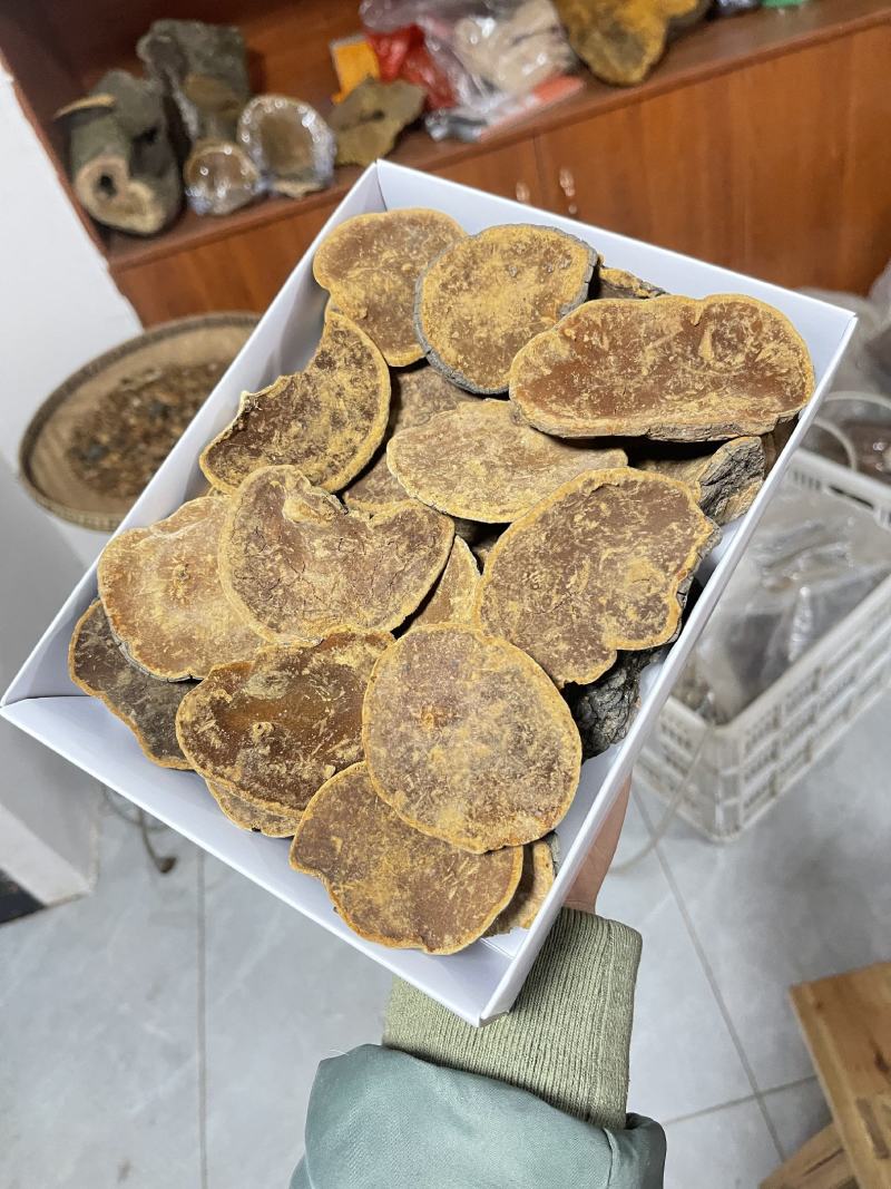 桑黄，野生桑黄，朝鲜桑黄今年新货，品种非常好