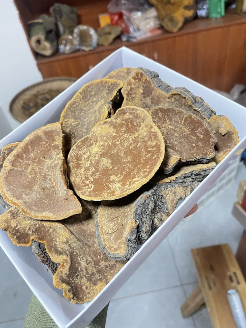 桑黄，野生桑黄，朝鲜桑黄今年新货，品种非常好