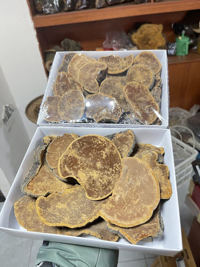 桑黄，野生桑黄，朝鲜桑黄今年新货，品种非常好