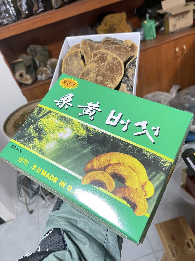 桑黄，野生桑黄，朝鲜桑黄今年新货，品种非常好
