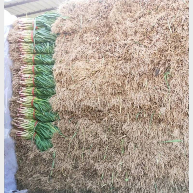 中牟精品大棚红根蒜苗，诚信经营，保质保量，根红，窄叶。