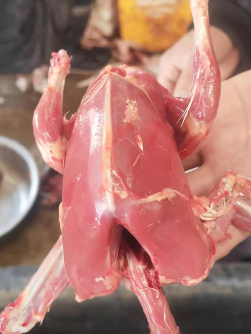 【优质】新鲜原粮乳鸽大量批发对接各大餐饮电商平台