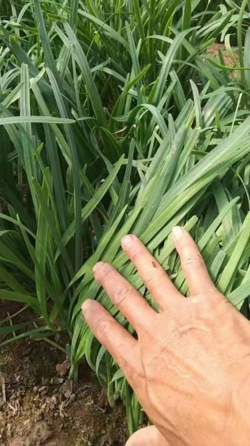 大棚韭菜，根粗，叶绿，一手货源，质量保证，欢迎采购