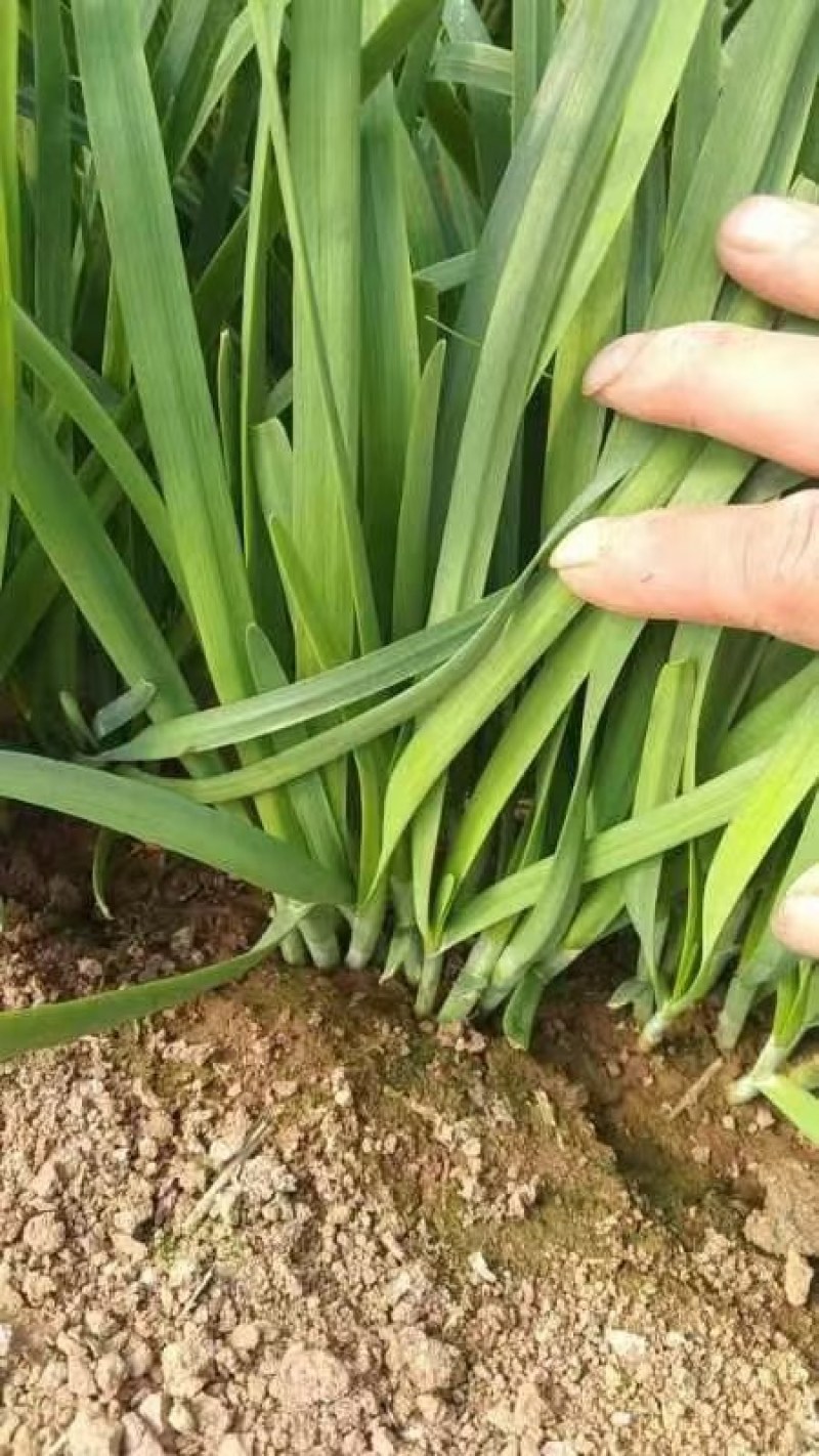 大棚韭菜，根粗，叶绿，一手货源，质量保证，欢迎采购