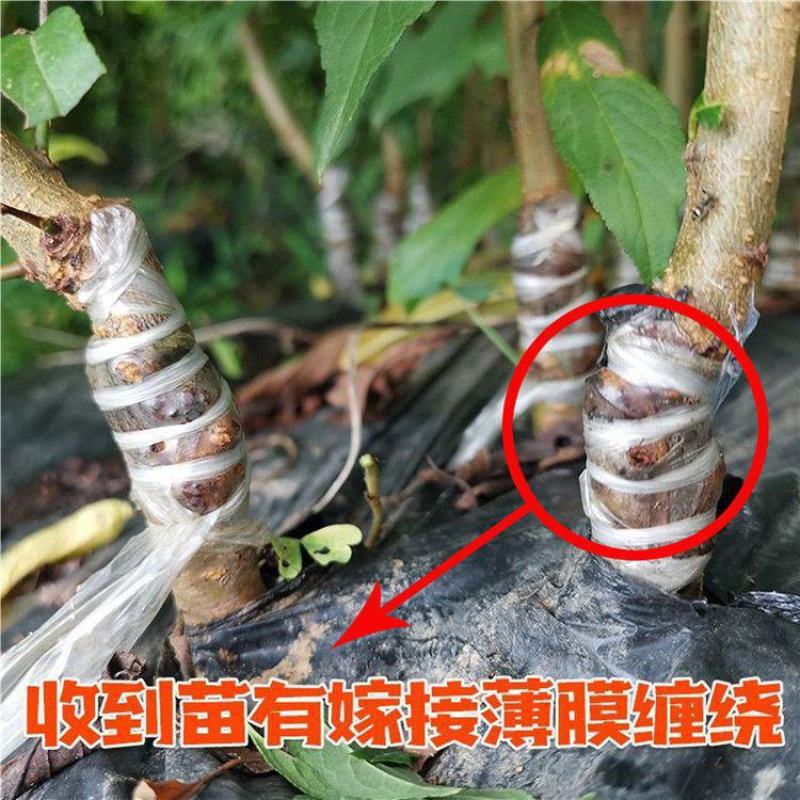 嫁接西梅女神李子树苗西梅皇后李苗西梅李苗南北