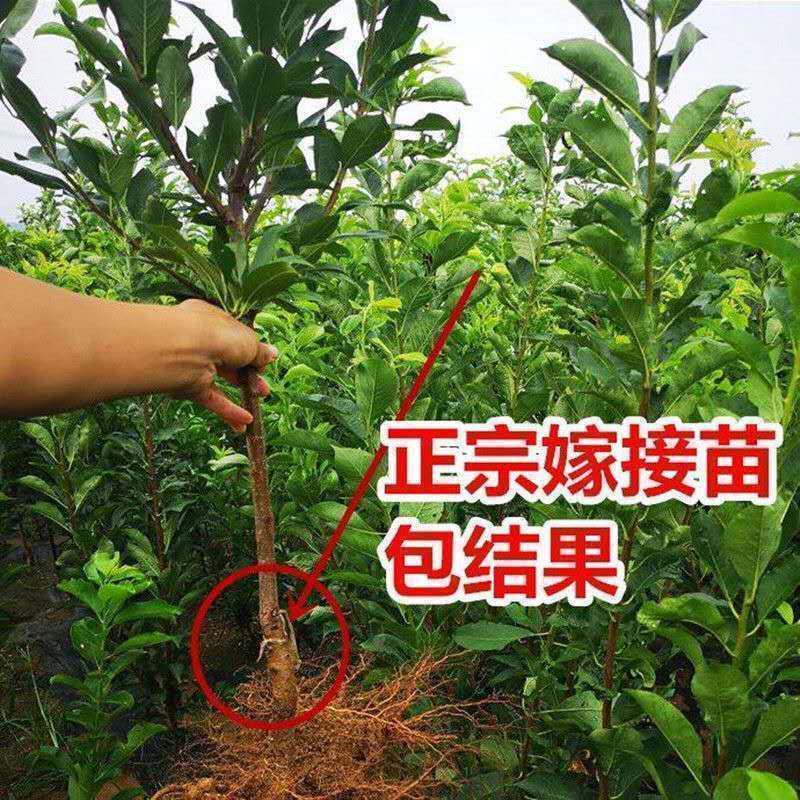 嫁接西梅女神李子树苗西梅皇后李苗西梅李苗南北