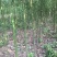 香樟树，米径3公分到25公分大量出售，欢迎订购