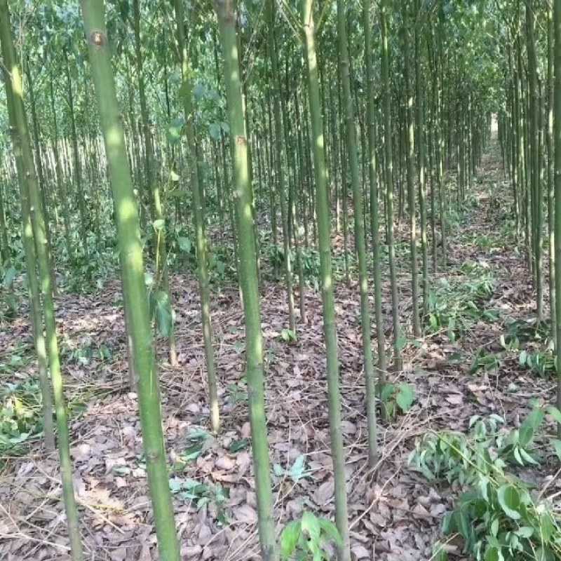 香樟树，米径3公分到25公分大量出售，欢迎订购