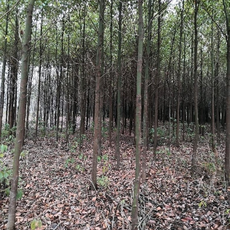 香樟树，米径3公分到25公分大量出售，欢迎订购