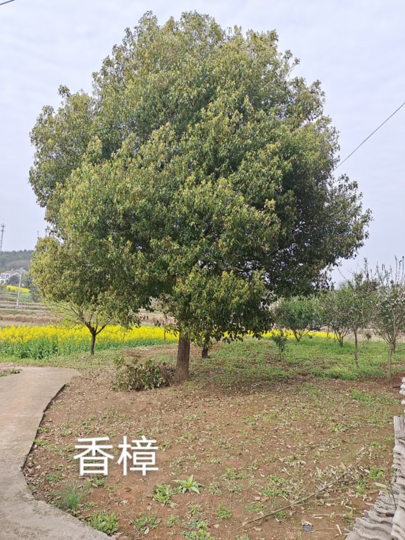 香樟树，米径3公分到25公分大量出售，欢迎订购