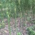 香樟树，米径3公分到25公分大量出售，欢迎订购