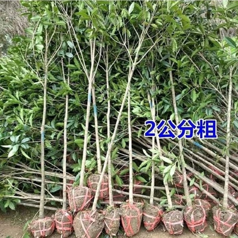 桂花树，红花丹桂苗，质量好价格优，大量出售，自产自销