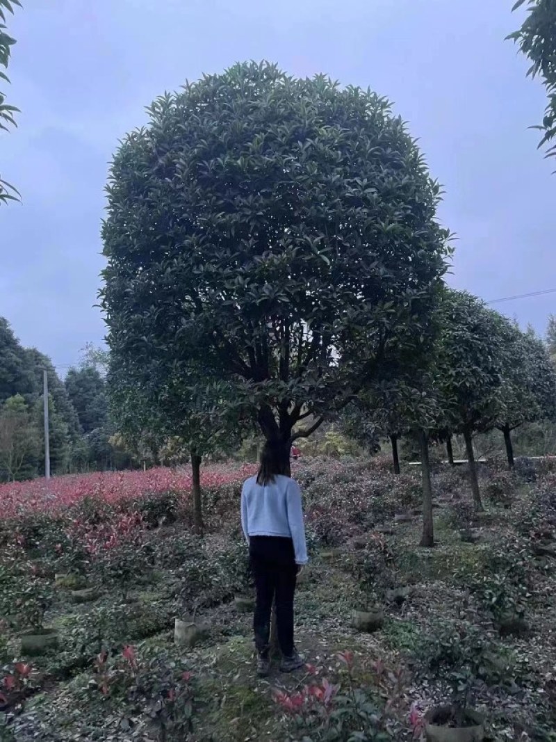 桂花树，红花丹桂苗，质量好价格优，大量出售，自产自销