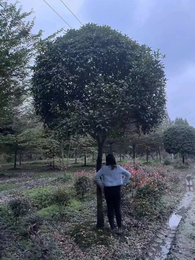 桂花树，红花丹桂苗，质量好价格优，大量出售，自产自销