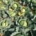 莲花白，脆，平顶，均重3-4斤