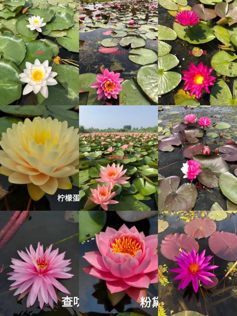 永信水生植物睡莲苗颜色各异当年开花，签合同包成活