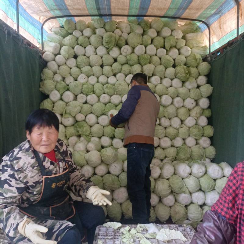 陕西省三原县冷库大白菜