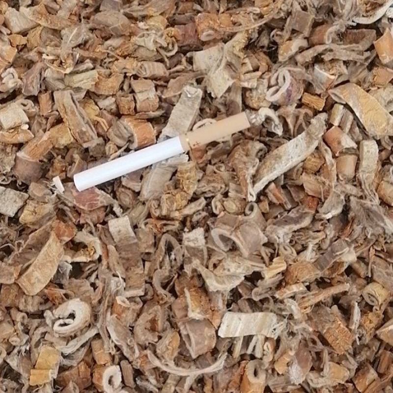 桑白皮白桑皮