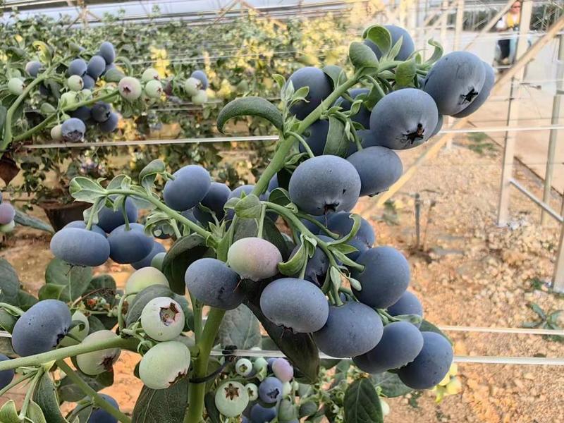 辽宁丹东暖棚蓝莓批量上市对接批发商商超社区团购，一件代发