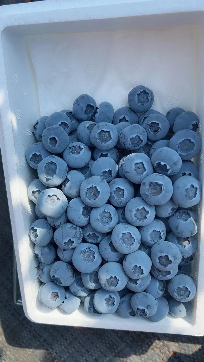 辽宁丹东暖棚蓝莓批量上市对接批发商商超社区团购，一件代发