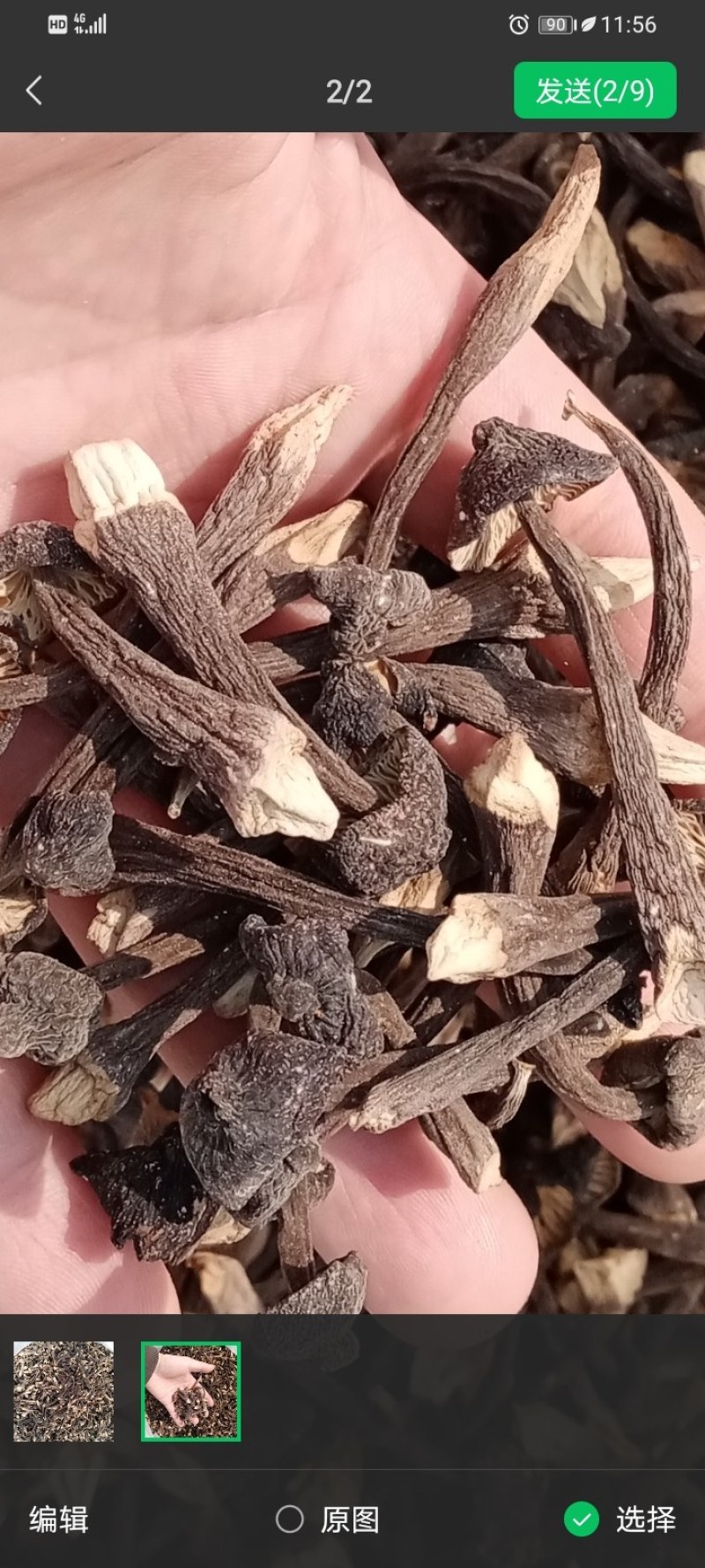 鸡枞菌干品