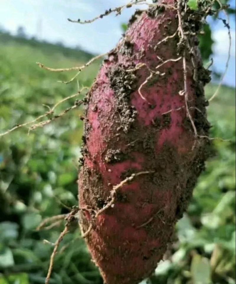 西瓜红大田苗剪苗河南西瓜红种苗普薯32苗蜜薯苗全国