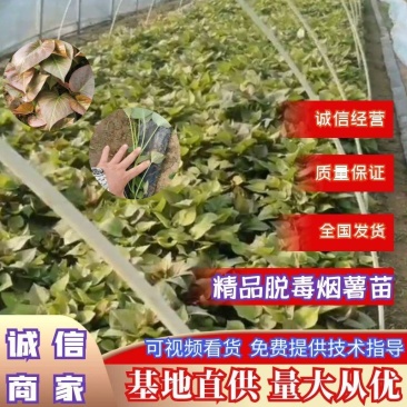 一代脱毒蜜薯苗烟薯苗含糖百分之四十脱毒红薯种苗全国发货