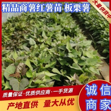 商薯十九板栗薯苗脱毒红薯种苗繁育基地欢迎您来实地考察洽谈
