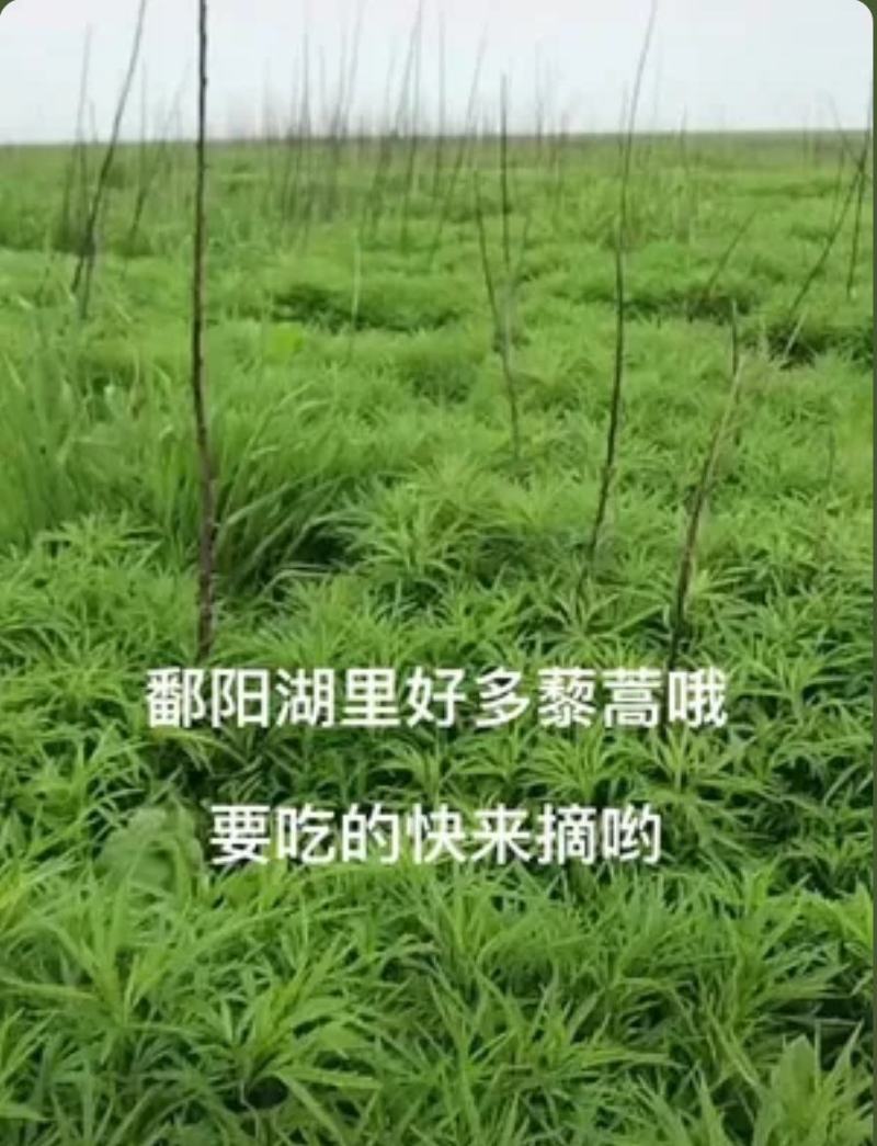 藜蒿