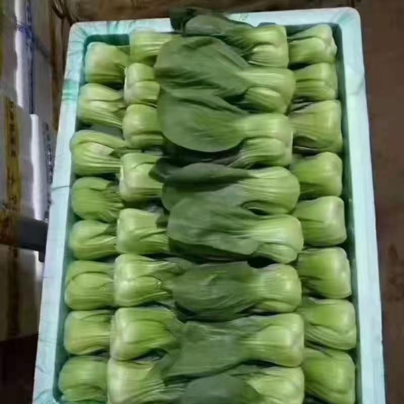 本地小油菜，质量好量大，还有各种蔬菜，欢迎采购