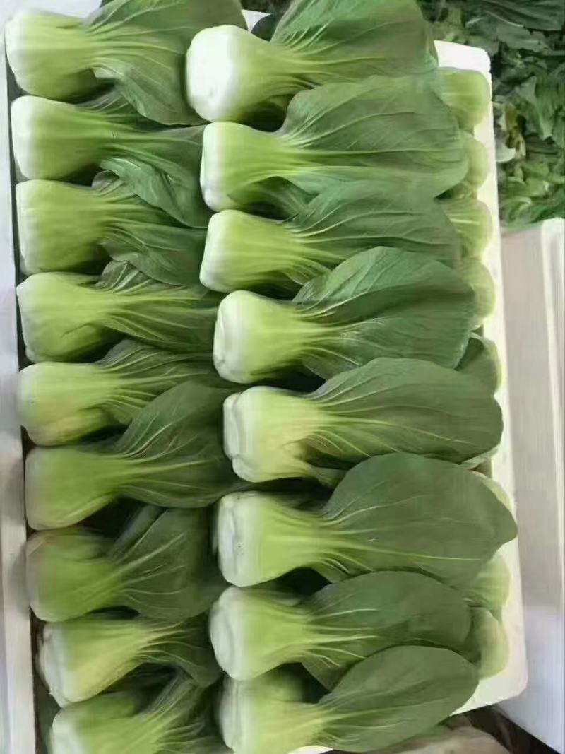 本地小油菜，质量好量大，还有各种蔬菜，欢迎采购