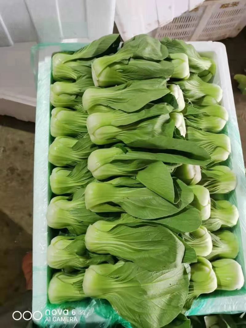 本地小油菜，质量好量大，还有各种蔬菜，欢迎采购