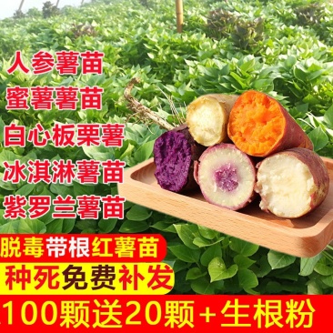 现货秒发高产紫薯苗西瓜红薯苗烟薯蜜薯25苗板栗薯苗