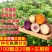 现货秒发高产紫薯苗西瓜红薯苗烟薯蜜薯25苗板栗薯苗