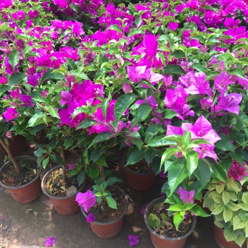 三角梅带花发货四季开花阳台爬藤三角梅盆栽花苗老桩三角梅