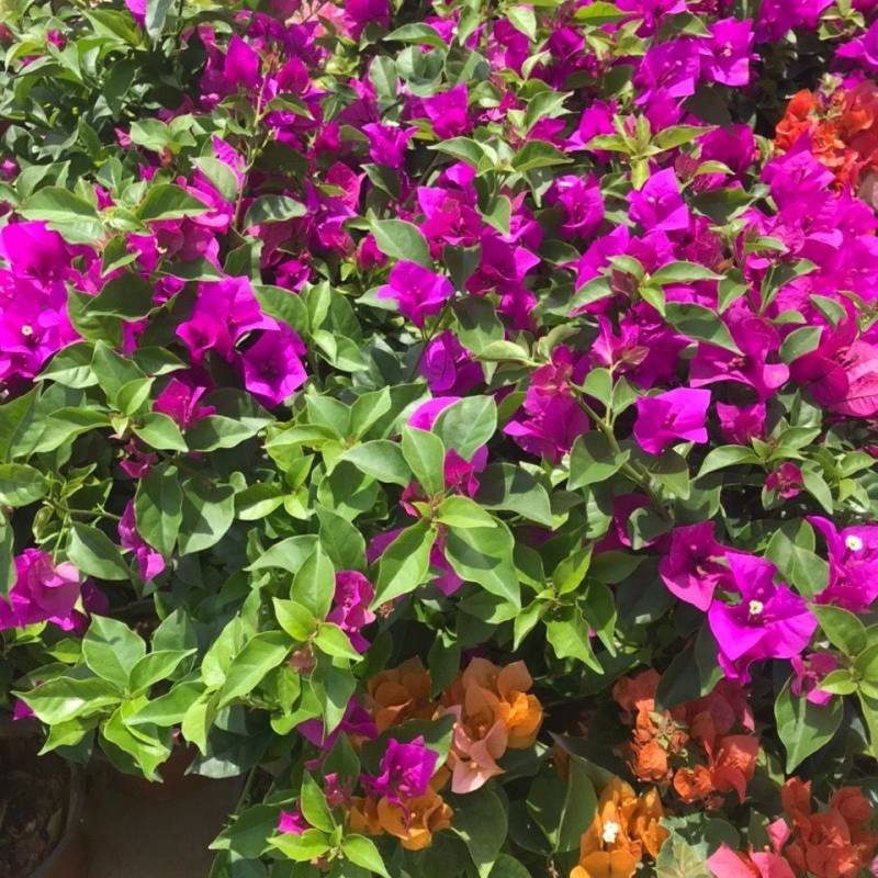三角梅带花发货四季开花阳台爬藤三角梅盆栽花苗老桩三角梅