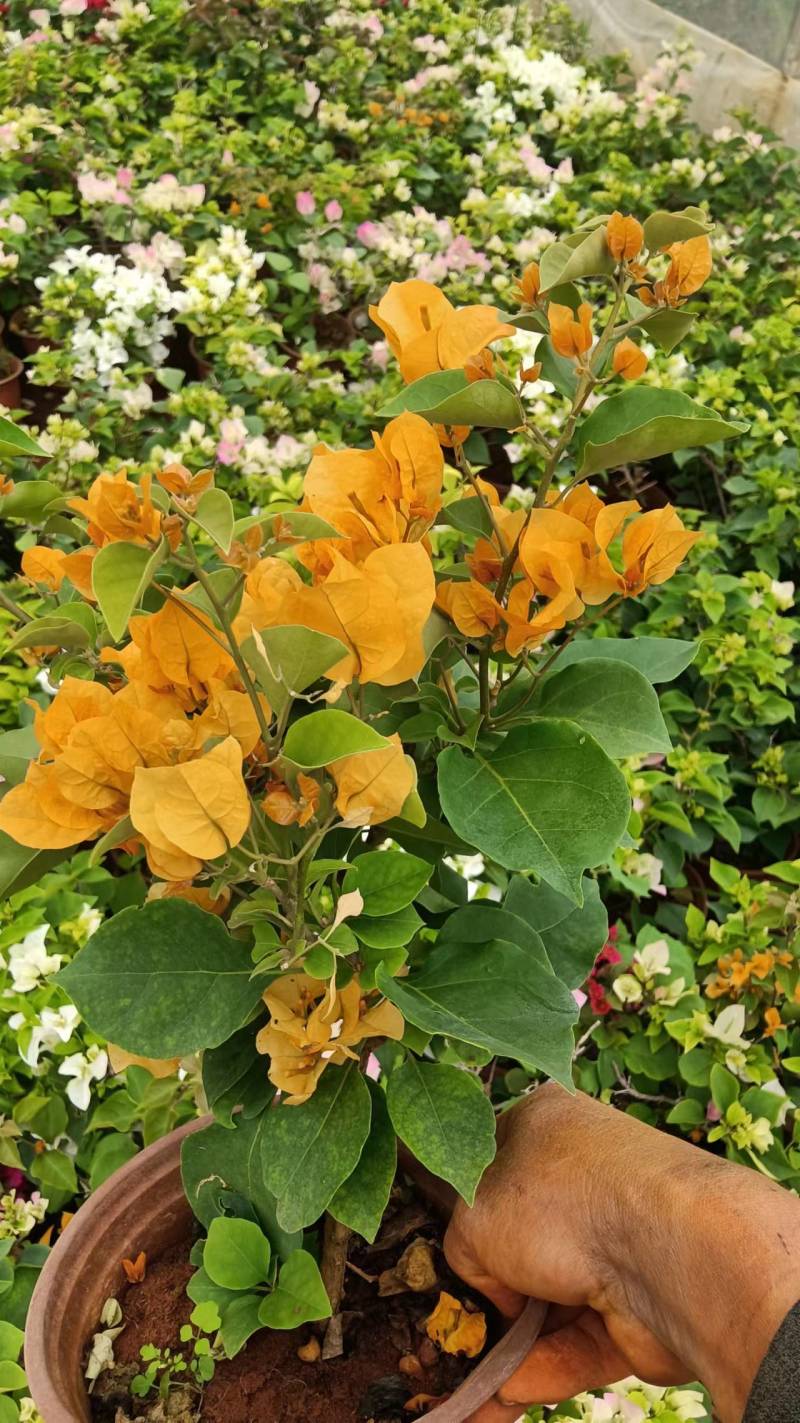 三角梅带花发货四季开花阳台爬藤三角梅盆栽花苗老桩三角梅