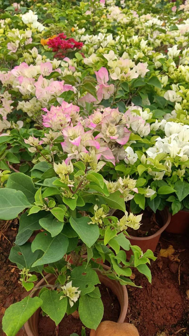 三角梅带花发货四季开花阳台爬藤三角梅盆栽花苗老桩三角梅